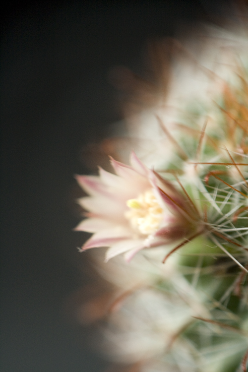 Blüte Kaktus